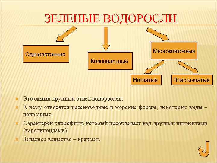 ЗЕЛЕНЫЕ ВОДОРОСЛИ Многоклеточные Одноклеточные Колониальные Нитчатые Пластинчатые Это самый крупный отдел водорослей. К нему