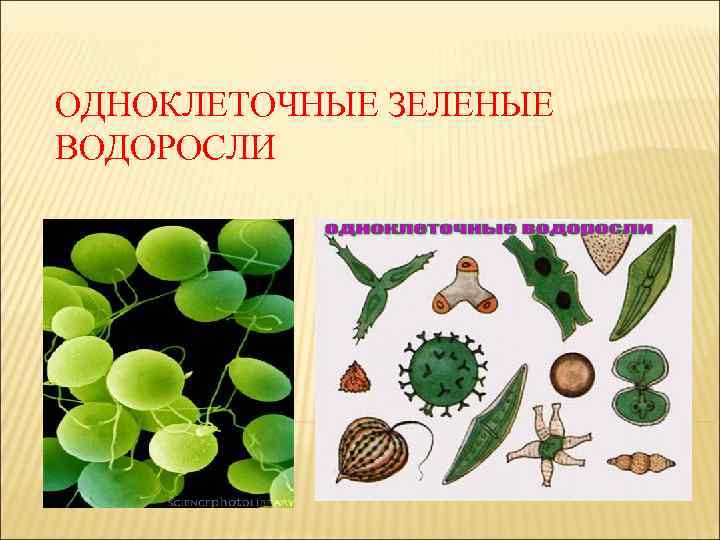 ОДНОКЛЕТОЧНЫЕ ЗЕЛЕНЫЕ ВОДОРОСЛИ 
