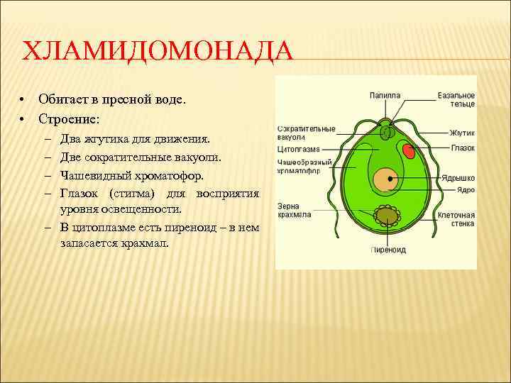 ХЛАМИДОМОНАДА • Обитает в пресной воде. • Строение: – – Два жгутика для движения.