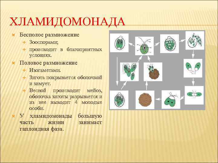 ХЛАМИДОМОНАДА Бесполое размножение Половое размножение Зооспорами; происходит в благоприятных условиях. Изогаметами. Зигота покрывается оболочкой