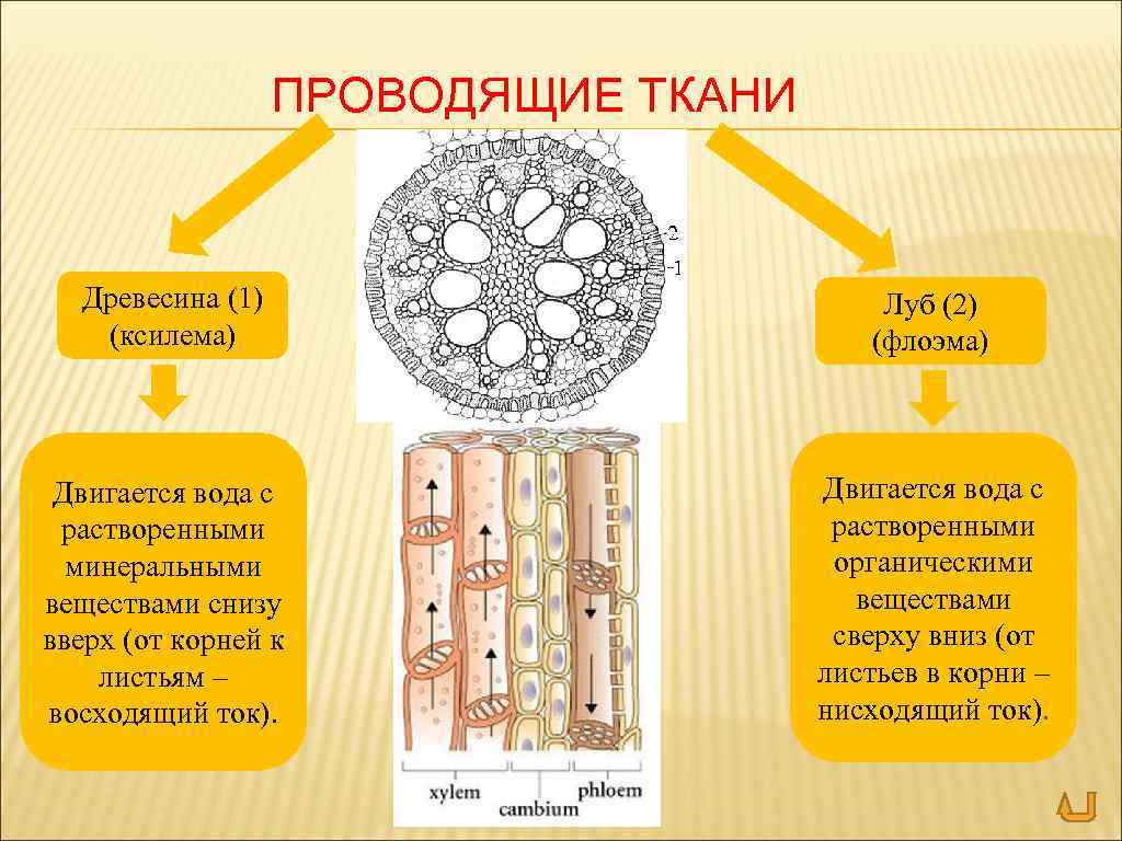 ПРОВОДЯЩИЕ ТКАНИ Древесина (1) (ксилема) Двигается вода с растворенными минеральными веществами снизу вверх (от