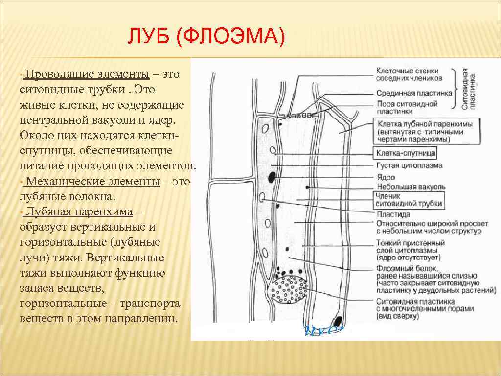 ЛУБ (ФЛОЭМА) Проводящие элементы – это ситовидные трубки. Это живые клетки, не содержащие центральной