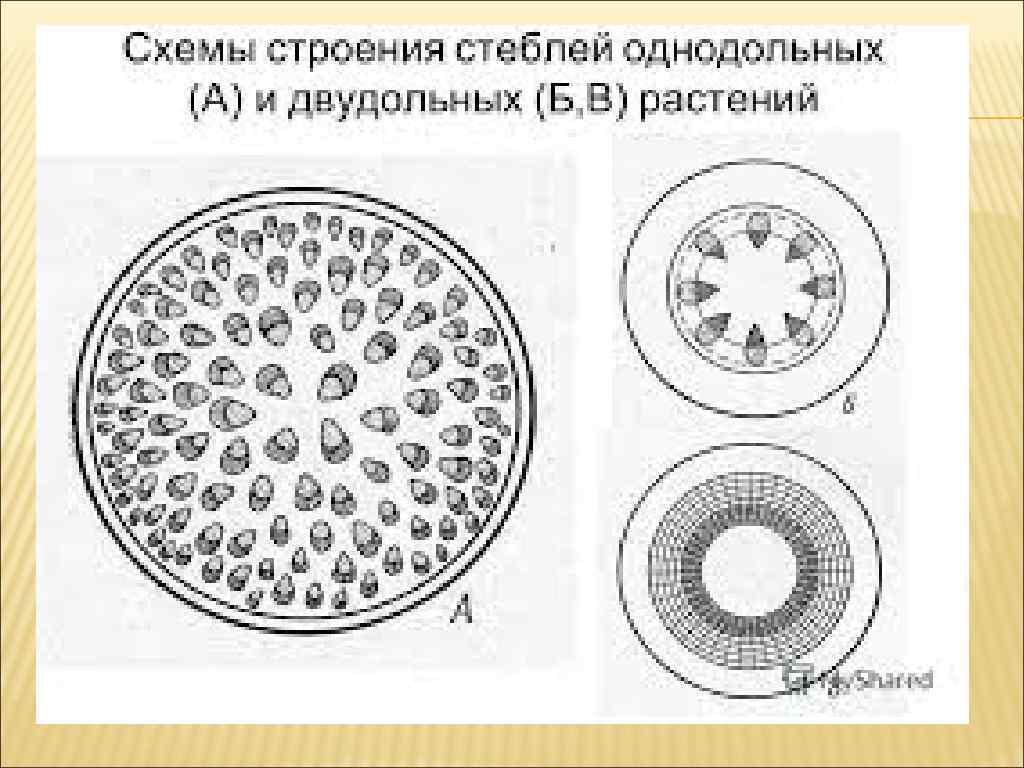 Строение двудольных растений. Анатомия стебля однодольных и двудольных растений. Первичное строение стебля однодольных растений. Схемы строения стеблей однодольных и двудольных. Анатомическое строение стебля однодольных и двудольных растений.