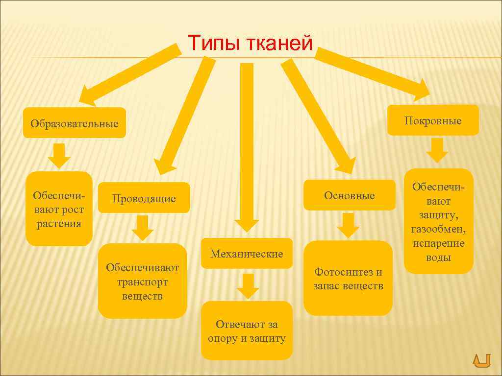 Типы тканей Покровные Образовательные Обеспечивают рост растения Основные Проводящие Механические Обеспечивают транспорт веществ Фотосинтез