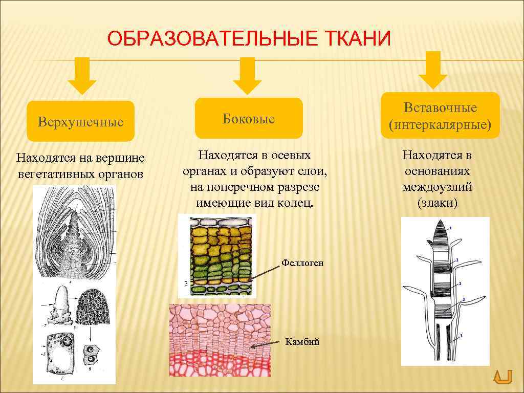 ОБРАЗОВАТЕЛЬНЫЕ ТКАНИ Верхушечные Находятся на вершине вегетативных органов Вставочные (интеркалярные) Боковые Находятся в осевых