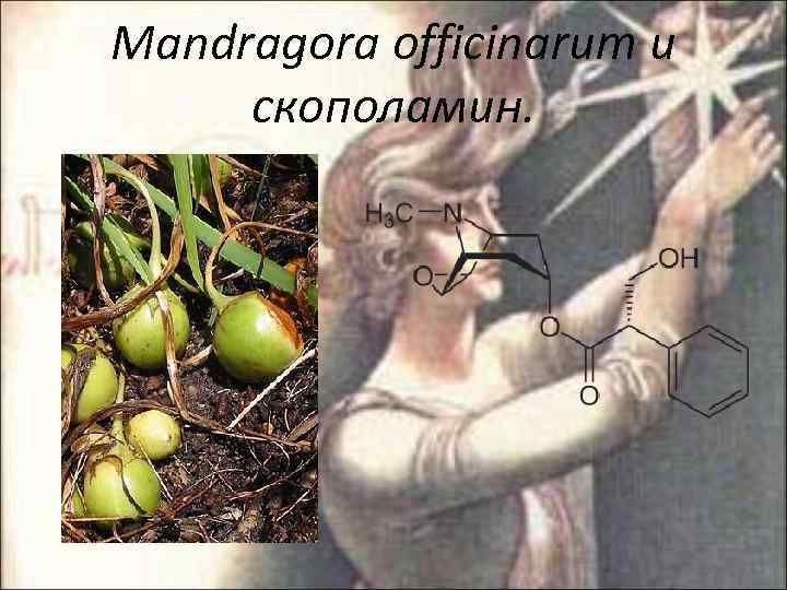 Mandragora officinarum и скополамин. 