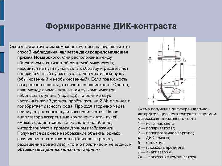 Формирование ДИК-контраста Основным оптическим компонентом, обеспечивающим этот способ наблюдения, является двоякопреломляюшая призма Номарского. Она