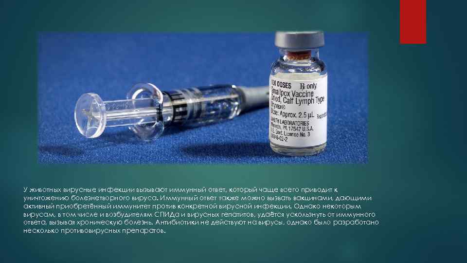 У животных вирусные инфекции вызывают иммунный ответ, который чаще всего приводит к уничтожению болезнетворного