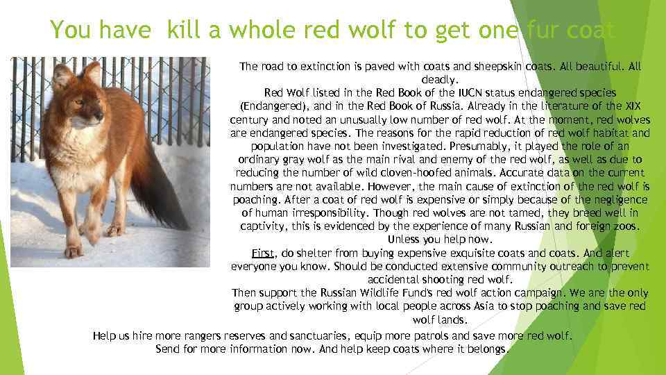 You have kill a whole red wolf to get one fur coat The road