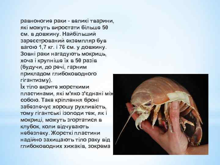 равноногие раки - великі тварини, які можуть виростати більше 50 см. в довжину. Найбільший