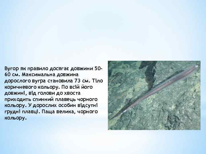 Вугор як правило досягає довжини 5060 см. Максимальна довжина дорослого вугра становила 73 см.