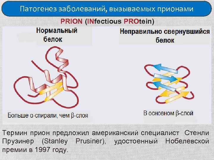 Патогенез заболеваний, вызываемых прионами PRION (INfectious PROtein) Термин прион предложил американский специалист Стенли Прузинер