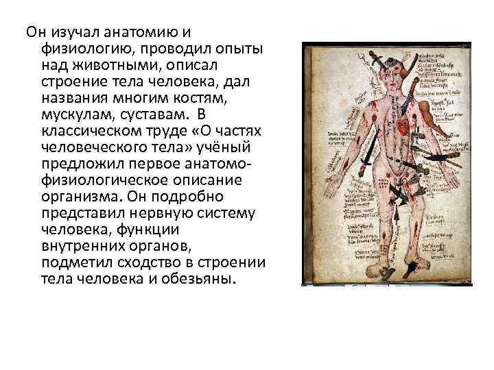  Он изучал анатомию и физиологию, проводил опыты над животными, описал строение тела человека,