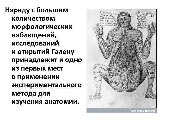 Наряду с большим количеством морфологических наблюдений, исследований и открытий Галену принадлежит и одно из
