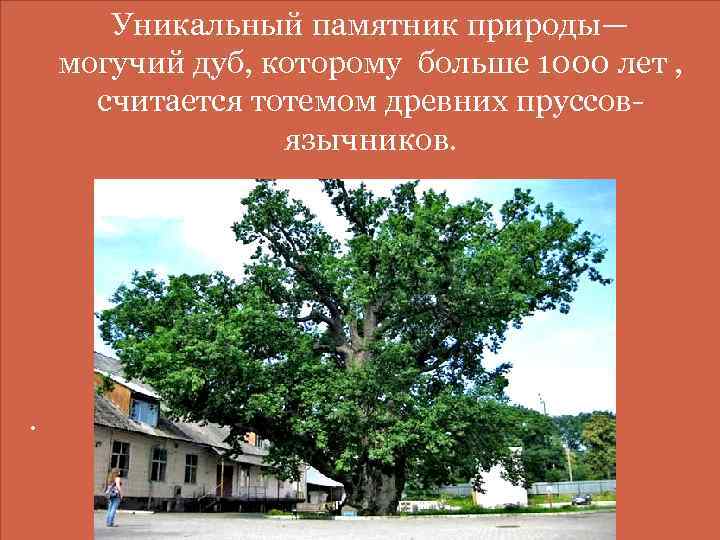  Уникальный памятник природы— могучий дуб, которому больше 1000 лет , считается тотемом древних