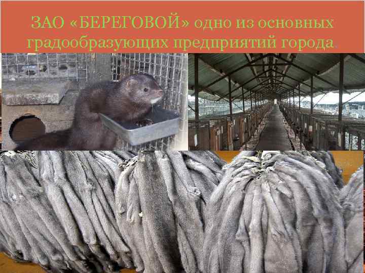 ЗАО «БЕРЕГОВОЙ» одно из основных градообразующих предприятий города. 