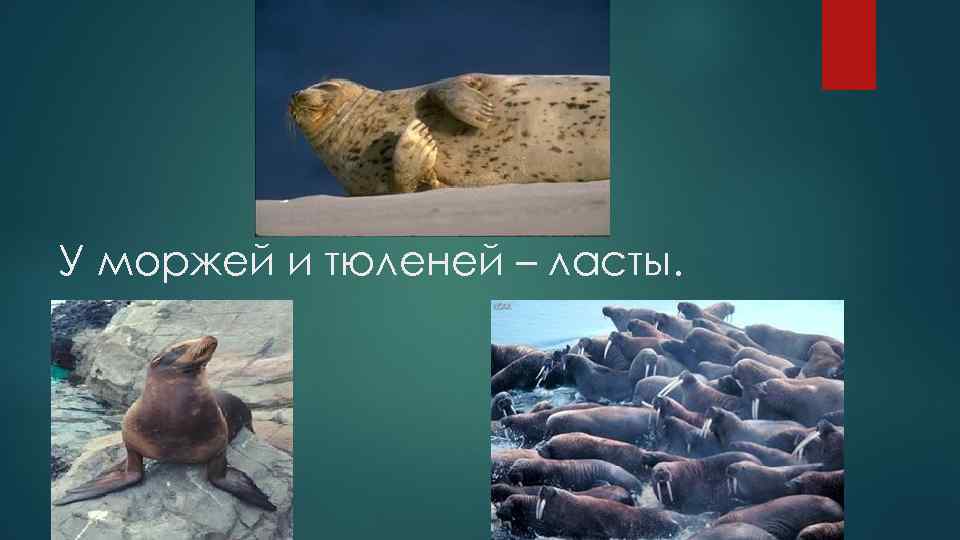У моржей и тюленей – ласты. 