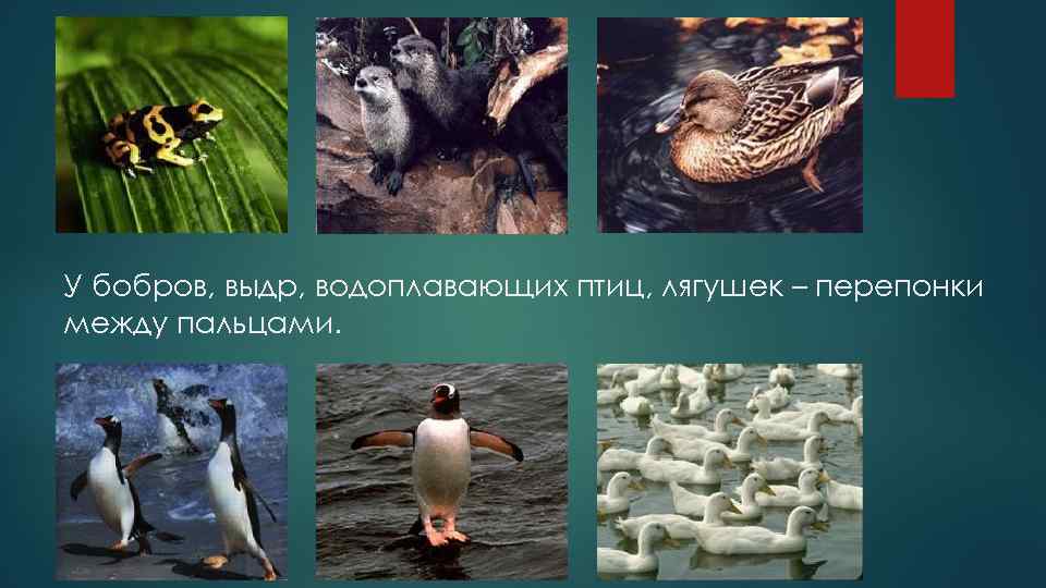 У бобров, выдр, водоплавающих птиц, лягушек – перепонки между пальцами. 