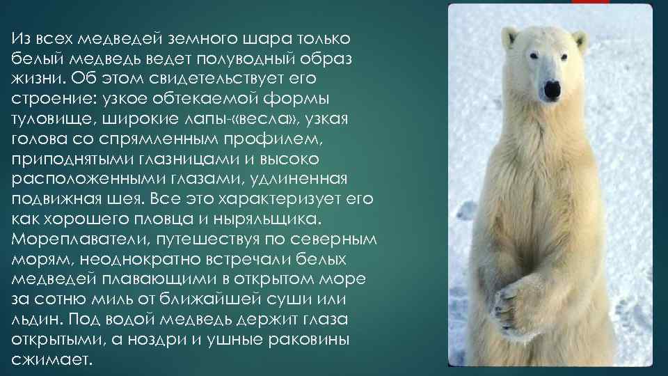 Из всех медведей земного шара только белый медведь ведет полуводный образ жизни. Об этом