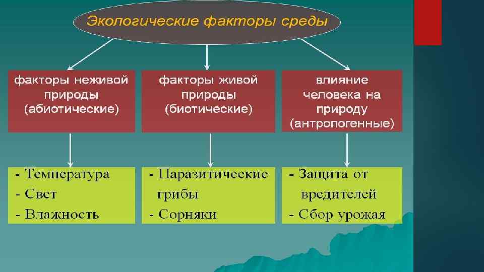 Проект экологические факторы и их влияние на живые организмы