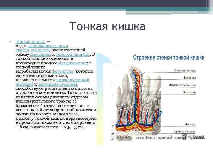 Тонкая кишка презентация