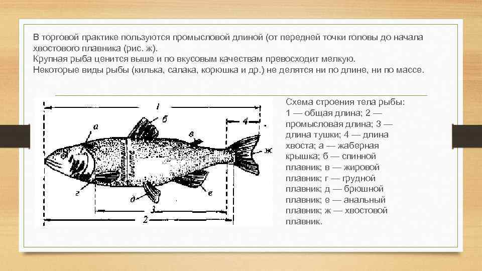 На рисунке изображен щука и окунь длина окуня 20 сантиметров какова примерная длина щуки