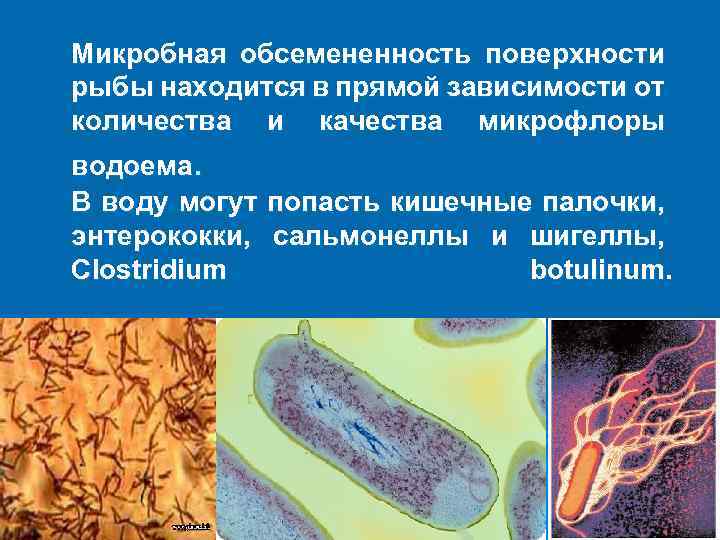 Микробная обсемененность поверхности рыбы находится в прямой зависимости от количества и качества микрофлоры водоема.