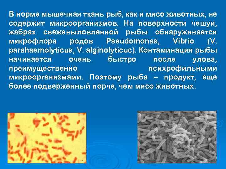 В норме мышечная ткань рыб, как и мясо животных, не содержит микроорганизмов. На поверхности