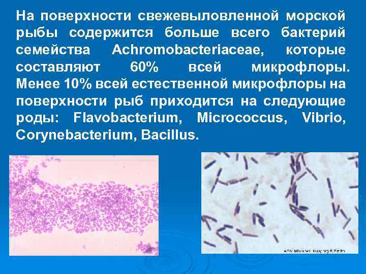 На поверхности свежевыловленной морской рыбы содержится больше всего бактерий семейства Achromobacteriaceae, которые составляют 60%