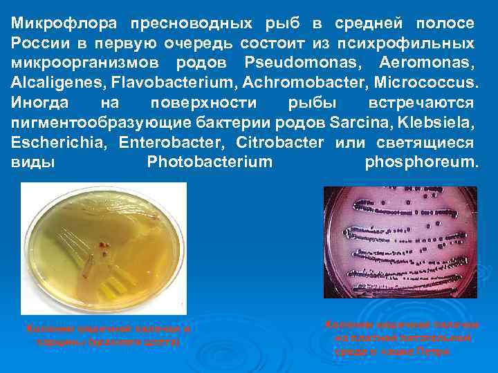 Микрофлора пресноводных рыб в средней полосе России в первую очередь состоит из психрофильных микроорганизмов