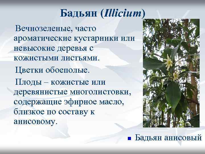 Растение бадьян фото и описание