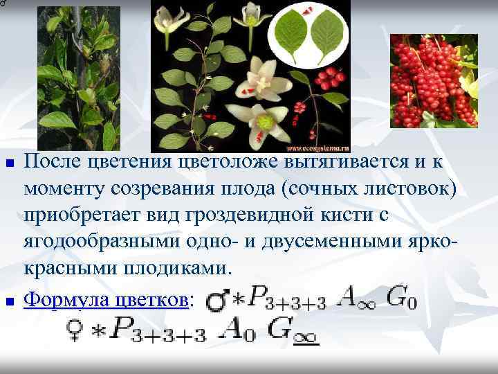 Презентация семейство лимонниковые