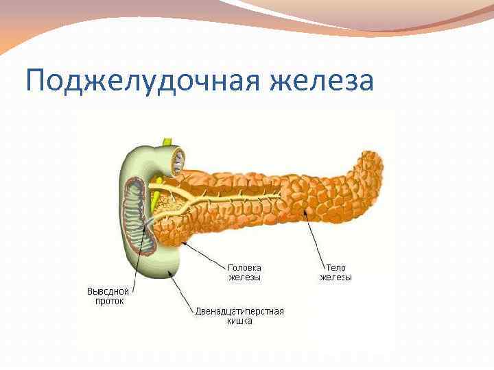 Поджелудочная железа 