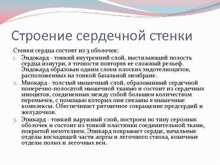 Строение сердечной стенки Стенки сердца состоят из 3 оболочек: 1. Эндокард тонкий внутренний слой,