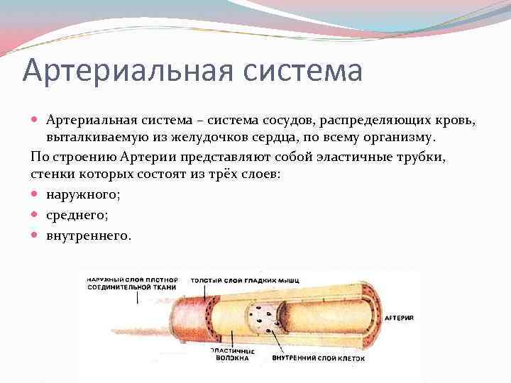 Артериальная система – система сосудов, распределяющих кровь, выталкиваемую из желудочков сердца, по всему организму.