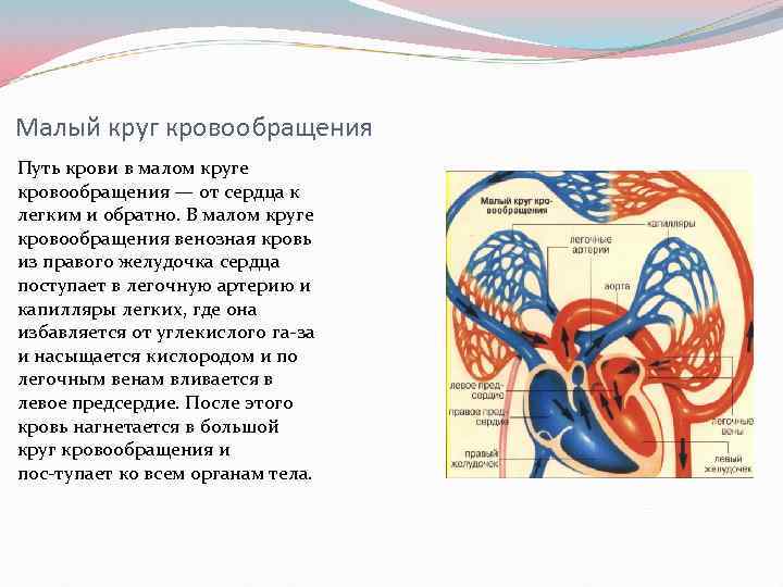 В венах малого круга. Малый круг кровообращения путь крови круг. Малый круг кровообращения легочные вены. Путь крови в Малом круге кровообращения. Малый круг кровообращения сердца.