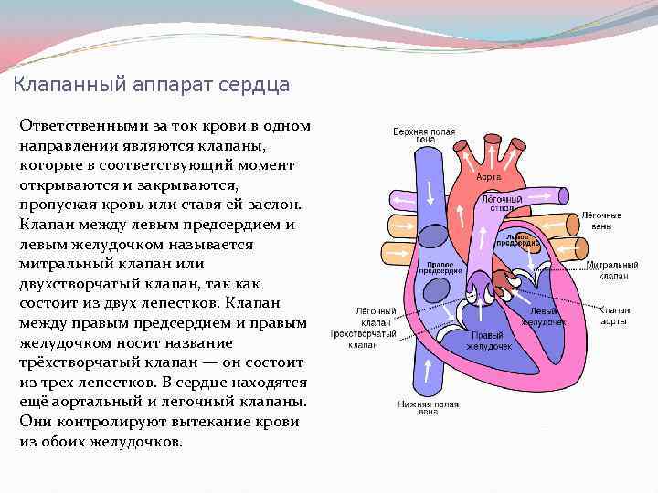 Рисунок клапанный аппарат сердца