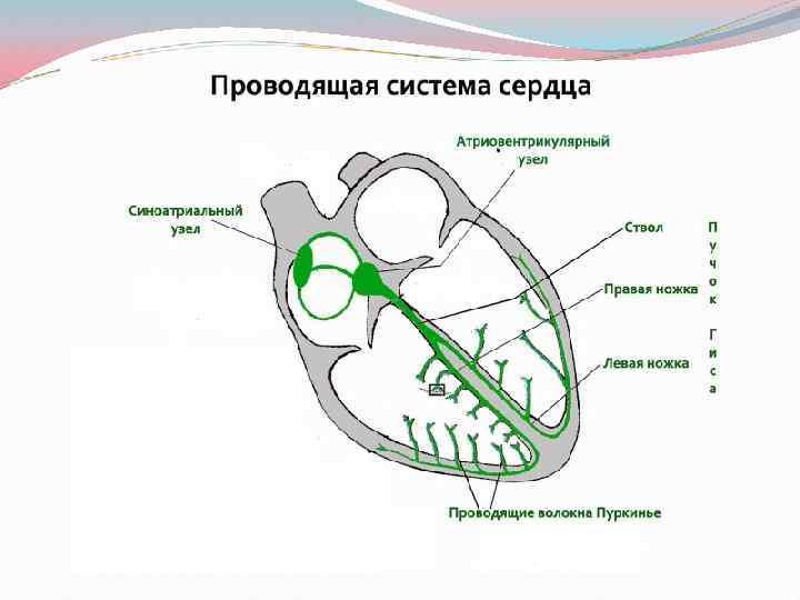 Рисунок проводящей системы сердца