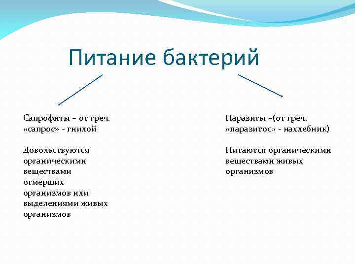 Питание бактерий Сапрофиты – от греч. «сапрос» - гнилой Паразиты –(от греч. «паразитос» -