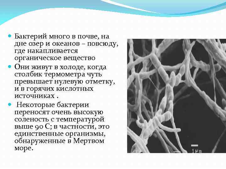  Бактерий много в почве, на дне озер и океанов – повсюду, где накапливается