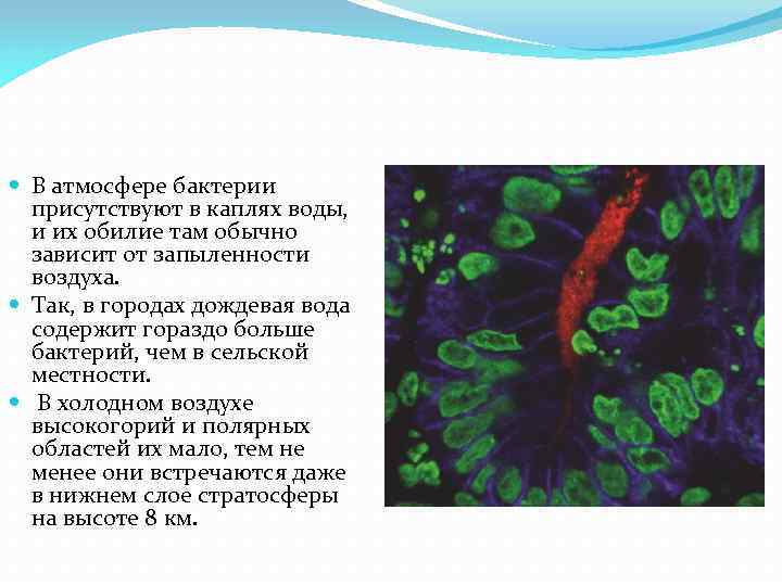  В атмосфере бактерии присутствуют в каплях воды, и их обилие там обычно зависит