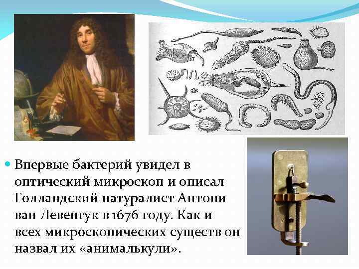  Впервые бактерий увидел в оптический микроскоп и описал Голландский натуралист Антони ван Левенгук