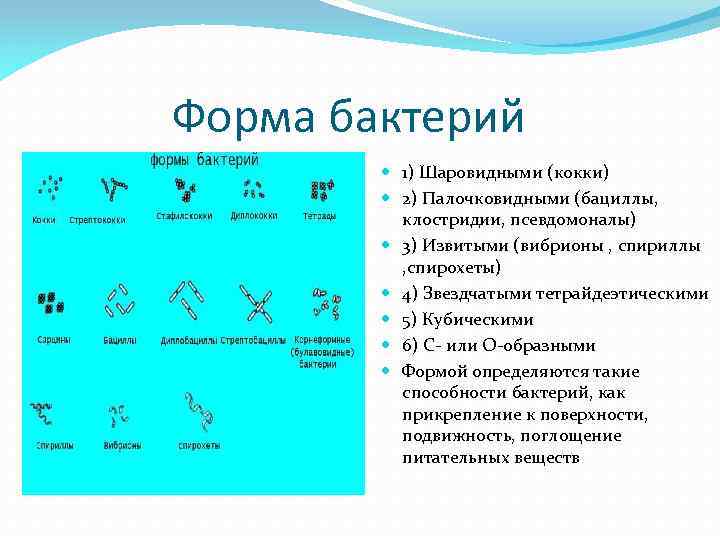 Форма бактерий 1) Шаровидными (кокки) 2) Палочковидными (бациллы, клостридии, псевдомоналы) 3) Извитыми (вибрионы ,