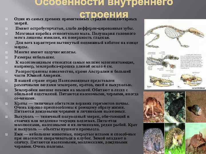 Насекомоядные презентация 7 класс