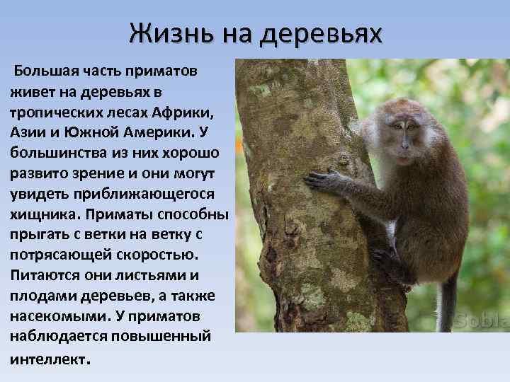 Жизнь на деревьях Большая часть приматов живет на деревьях в тропических лесах Африки, Азии