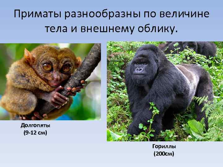 Приматы разнообразны по величине тела и внешнему облику. Долгопяты (9 -12 см) Гориллы (200