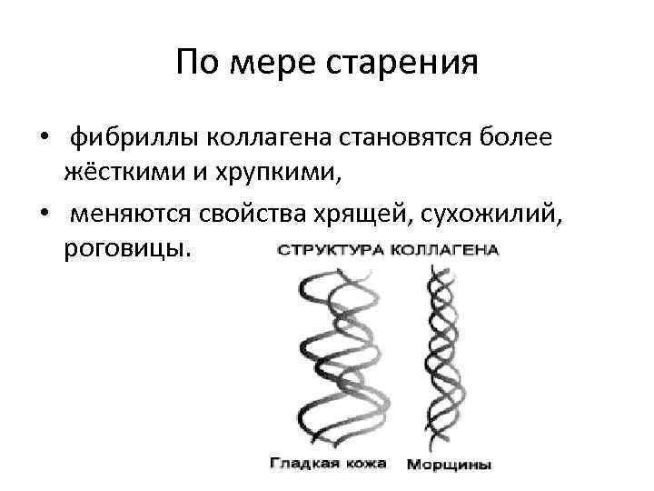 По мере старения • фибриллы коллагена становятся более жёсткими и хрупкими, • меняются свойства