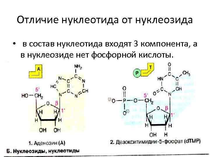 Отличие нуклеотида от нуклеозида • в состав нуклеотида входят 3 компонента, а в нуклеозиде