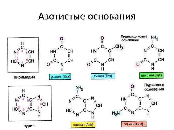 Азотистые основания 