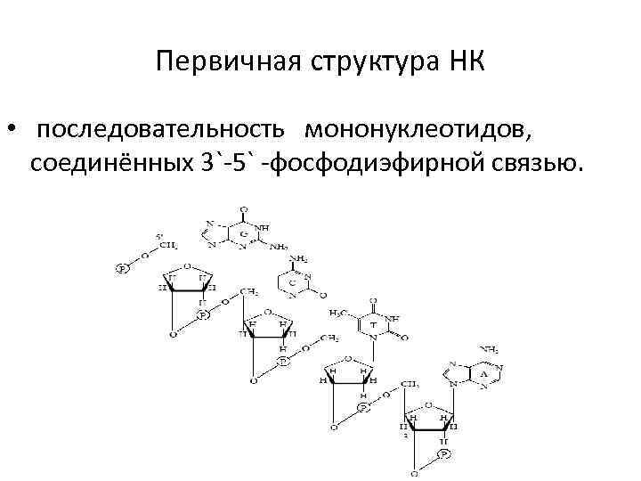 Первичная структура НК • последовательность мононуклеотидов, соединённых 3`-5` -фосфодиэфирной связью. 